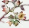 Cluster of Tiny, Delicate, Dick`s Pink Succulent Flower on White
