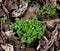 A cluster of tiny light blue Veronica flowers and green leaves.