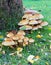 A Cluster of Toadstools Round a Tree Trunk