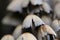 Cluster of toadstools in various sizes growing in a grassy area