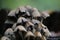 Cluster of toadstools in various sizes growing in a grassy area