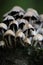 Cluster of toadstools in various sizes growing in a grassy area