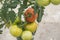 Cluster tomato in different stage of ripening growing on the vine.