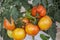 Cluster tomato in different stage of ripening growing on the vine.