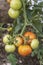 Cluster tomato in different stage of ripening growing on the vine.