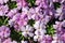 Cluster of Trailing Pale Pink Verbena Flowers