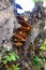 A cluster of tree fungi