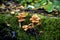 A cluster of tree fungi