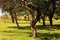 CLUSTER OF TREES ON A GREEN MEADOW