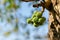 The cluster of unripen fruits of Ficus racemosa also commonly known as cluster fig tree. Used selective focus