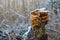 A cluster of Velvet Shank Flammulina velutipes winter orange-brown caps mushrooms sprinkled in snow