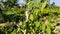 Cluster of vibrant green plants with lush green leaves in a garden on a sunny day