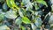 Cluster of vibrant green plants with lush green leaves on a sunny day