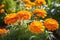 A Cluster of Vibrant Marigolds: Saturated Orange Petals Intermingling with Dashes of Yellow, Nestled in Natural Harmony