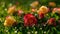 A cluster of vibrant roses, including red, pink, and yellow blooms