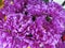 A cluster of violet purple artificial Chrysanthemum flowers