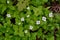 Cluster of white bunchberry flowers (Cornus canadensis) along hiking trail at Algonquin Park