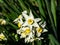 Cluster of white daffodils in bloom