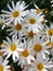Cluster of white daisies