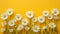 Cluster of white daisies on warm yellow background and copy space