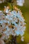 Cluster of white flowers in bloom on a sunny spring day