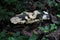 A cluster of white fungi on fallen wood