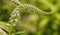 Cluster of white gooseneck loosestrife lysimachia clethroides blossoms