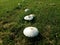 A cluster of white mushrooms in green grass