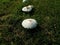 A cluster of white mushrooms in green grass