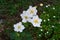 Cluster of white newly bloomed flowers in garden