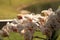 Cluster of White Phalaenopsis schilleriana Orchid