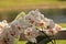 Cluster of White Phalaenopsis schilleriana Orchid