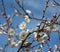 Cluster of white plum flowers blossom in spring