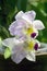 Cluster of White and Purple Cattleya Orchids