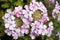 Cluster of White with Red Stripes Verbena Flowers