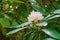 Cluster of White Rhododendron Flowers