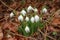 Cluster of White Snowdrops in the Woods
