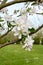 Cluster of white springtime blossom on an apple tree