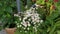 Cluster of white symphyotrichum novi belgii flower
