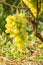 Cluster of white table grape on vine