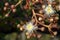 Cluster of white and yellow gumtree Angophora hispida flowers and buds