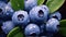 cluster wild blueberry blue