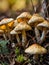 A cluster of wild mushrooms growing on a forest floor