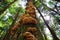 A Cluster of Wild Oyster Mushrooms growing on a tree in the Forest