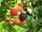 Cluster of Wild Raspberries