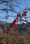 Cluster of wild red berries in winter of Ribes alpinum in portrait with blue sky