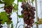 Cluster of withered grapes