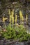 Cluster of wolf\'s foot clubmoss with fertile spikes, Flagstaff L