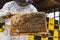 Cluster of worker honeybees on a wooden hive frame, macro shot