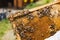 Cluster of worker honeybees on a wooden hive frame, macro shot